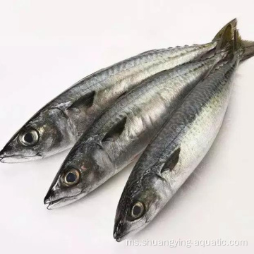 Pacific Mackerel berkualiti tinggi 6-8pcs/kg untuk pengetinan